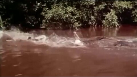 Just found out a stunt man actually ran on gators 🐊 for the James Bond scene--