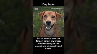 Dog Facts #shorts #youtubeshorts #dog #facts #pets