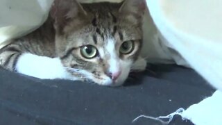 Funny Little Cat Hides Under Blanket