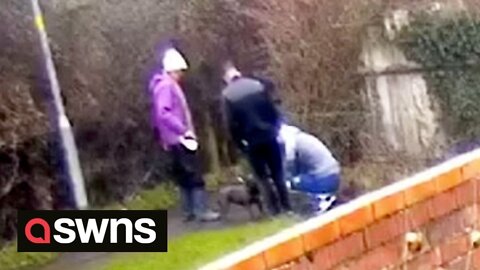 UK dognappers pretend to stroke a woman’s dog before stealing it