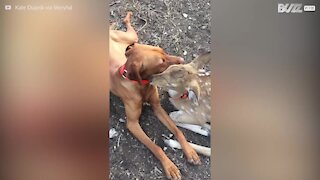 Amitié inattendue entre un chien et un faon