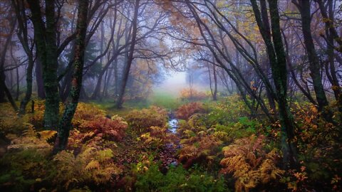 Sounds of autumn. Rain in the forest. Autumn forest. Sounds of nature for sleep and relaxation.