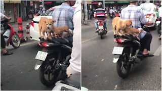 Quattro cani in mezzo al traffico sullo scooter in Vietnam