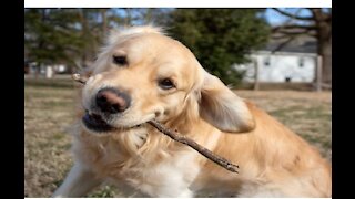 Sleeping Golden Retriever Is Always On Duty As Guard Dog