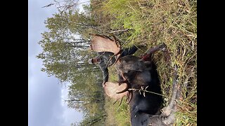 Wild Alaska hunt 71” moose