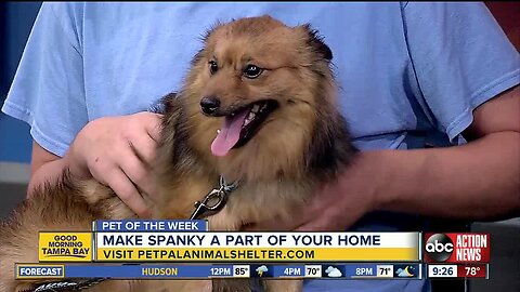 Pet of the Week: Spanky is a sweet, 1-year-old Pomeranian mix looking for his fur-ever family
