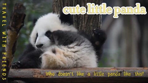 Leisurely carefree little panda