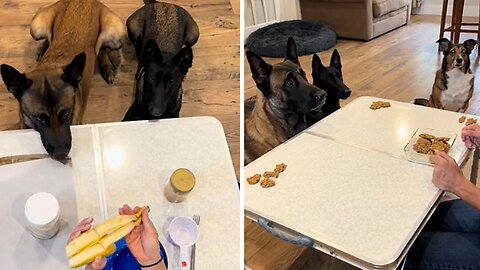 Helpful Pups Help Make Their Own Tasty Cookies