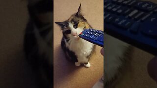 Cat Loves to Scratch Her Face on the Remote