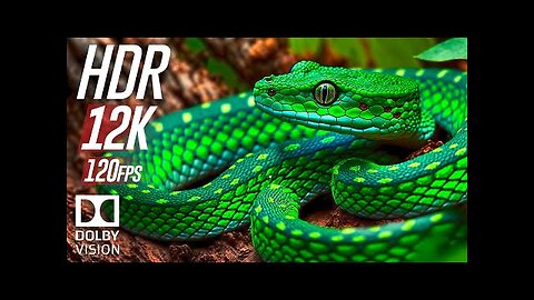 Best of Animals in Dolby Vision 12K ULTRA HD HDR 120fps