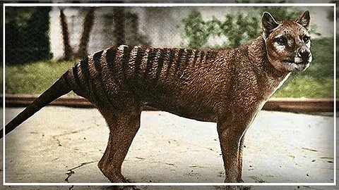 Thylacine - The Tasmanian Tiger (Feat. Natures Reality)