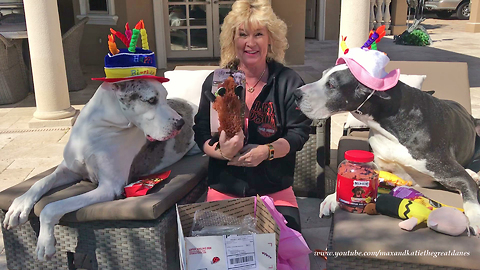 Happy Great Danes Open Birthday Gifts from You Tube Friend