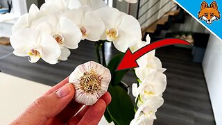 THEREFORE your Orchids Bloom REALLY beautiful 💥 (You MUST know) 🤯