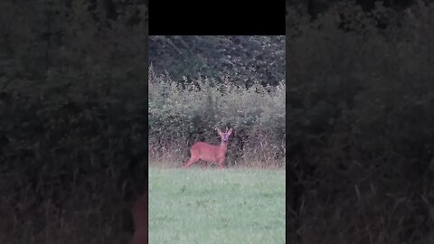 #deer #wildlife #animals #shorts #viral #viralvideo #subscribe #shortsvideo #new #shortsfeed