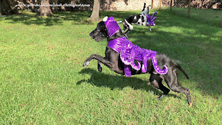 Great Dane takes off running in her octopus Halloween costume