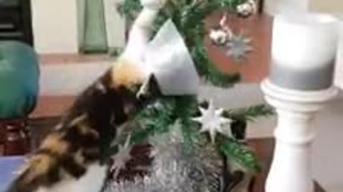 High-energy kitten totally destroys Christmas tree