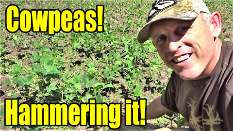Cotton Candy for Deer: How to Plant Iron & Clay Cowpeas!