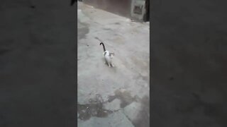 Stray cat (Run Baby Run)