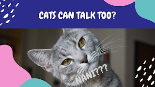 Catz Can Talk Too? Wow! Kats Talk Too Human!