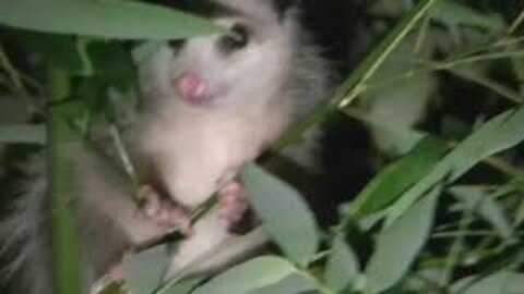 baby Opossum
