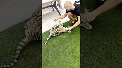 TOP G PLAYS WITH BABY TIGER 🤗😄🐯