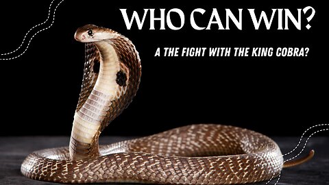WHO CAN WIN THE FIGHT WITH THE KING COBRA?