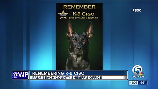 Remembering K-9 Cigo