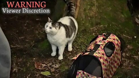 Abandoned Kitty Alone In The Haunted Forest! (Rescue Kitty)