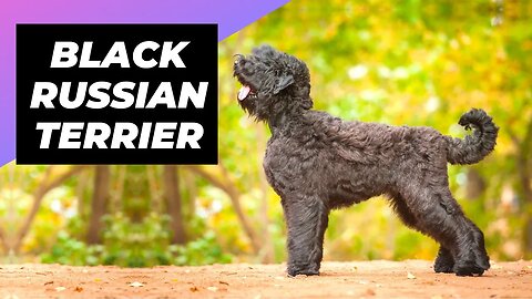 Black Russian Terrier 🐶 One Of The Biggest Dog Breeds In The World #shorts