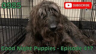 [0985] GOOD NIGHT PUPPIES - EPISODE 417 [#dogs #doggos #doggos #puppies #dogdaycare]