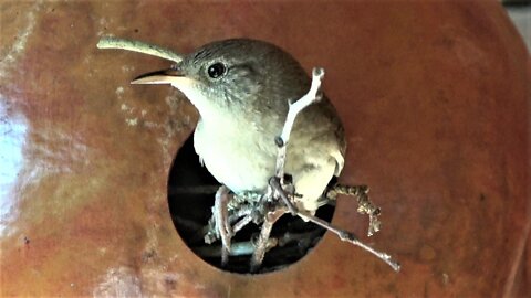 This house wren is literally the "home wrecker" of the bird world