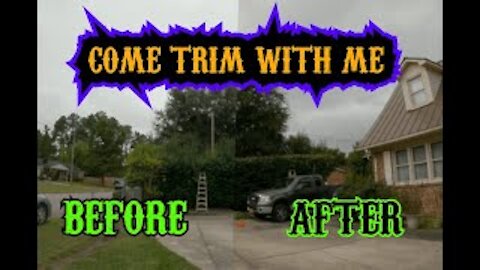 Knocking out a hedge trimming job/ Timelapse transformation