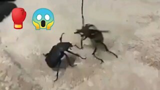 Boxing in the world of beetles