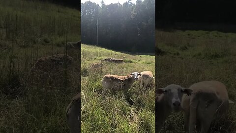 Sunday afternoon grazing #sheep #meatsheep #dorpersheep #katahdin