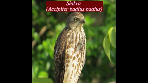 Shikra | Accipiter Badius Badius | Kurulugoya