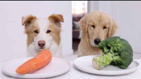 When I Feed My Dog Only Vegetables