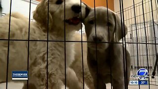 Colorado lawmakers discussing banning sales of dogs and cats at pet stores