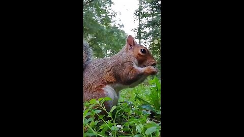 #squirrel