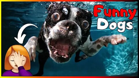 Funny Dogs & Cute Puppies 🐶 Hilarious Canines - Dog Memes - Silly Pets #3