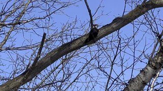 Pileated Wood Pecker James Gardens