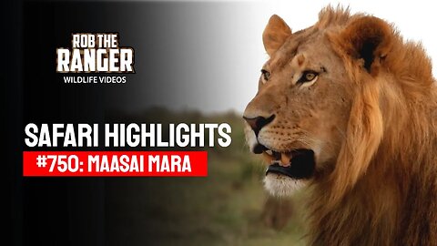 Safari Highlights #750: 6th & 7th February 2023 | Lalashe Maasai Mara | Latest Wildlife Sightings