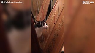 Cat "plays" harp with tongue