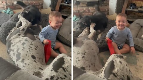 Playful toddler wants to be part of dog pack