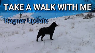 Update On Lycan Shepherd, Ragnar | Walking The Pasture