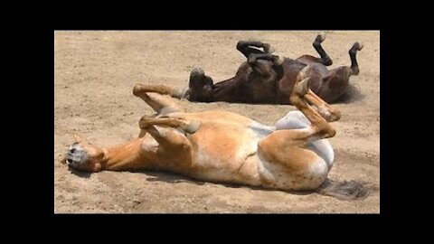 videos de risa caballos divertidos