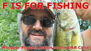 Whopper Plopper Action on the D&R Canal