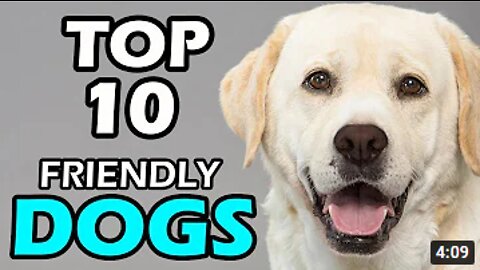 top 10 Friendly Dogs Breeds that you have to make them as your pet