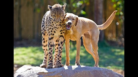 Cheetah And Dog Are Best Friends | Oddest Animal Friendship