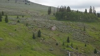How many elk can you count?