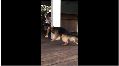 Energetic Dog Loves Playing Tag With Owner